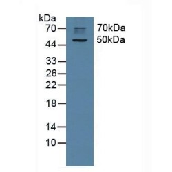 Cholinergic Receptor, Muscarinic 1 (CHRM1) Antibody