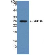abx103699