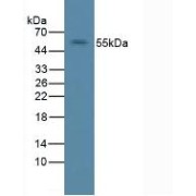 Western blot analysis of Rat Liver Tissue.