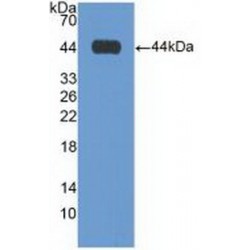 Galactose-3-O-Sulfotransferase 1 (GAL3ST1) Antibody