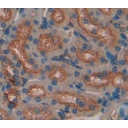 Galactose-3-O-Sulfotransferase 1 (GAL3ST1) Antibody