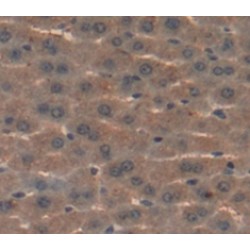 Hepatocyte Growth Factor Activator (HGFAC) Antibody