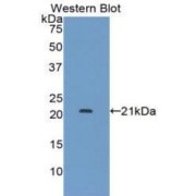 abx103728