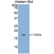 abx103729