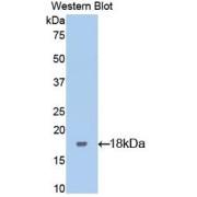abx103731