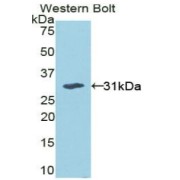 Western blot analysis of the recombinant protein.