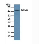 Western blot analysis of Human A549 Cells.