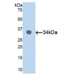 Mitogen-Activated Protein Kinase 9 / JNK2 (MAPK9) Antibody