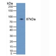 Western blot analysis of Human 293T Cells.