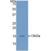 Western blot analysis of recombinant Human PLAA.