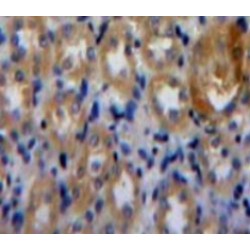 Phospholipase A2 Activating Protein (PLAA) Antibody