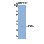 Western blot analysis of the recombinant protein.