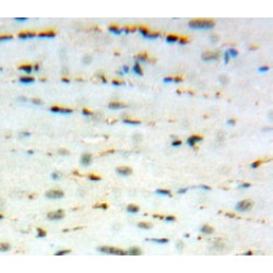 S100 Calcium Binding Protein A13 (S100A13) Antibody