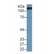 Western blot analysis of Pig Kidney lysate, using Human SLC3A2 Antibody (2 µg/ml) and HRP-conjugated Goat Anti-Rabbit antibody (<a href="https://www.abbexa.com/index.php?route=product/search&amp;search=abx400043" target="_blank">abx400043</a>, 0.2 µg/ml).