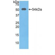 Western blot analysis of recombinant Mouse SLC3A2.