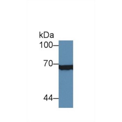 X-Ray Repair Cross Complementing 6 (XRCC6) Antibody