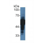 Western blot analysis of Human Lung lysate, using Human aHSG Antibody (2 µg/ml) and HRP-conjugated Goat Anti-Rabbit antibody (<a href="https://www.abbexa.com/index.php?route=product/search&amp;search=abx400043" target="_blank">abx400043</a>, 0.2 µg/ml).