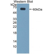 Western blot analysis of the recombinant Mouse CILP protein.