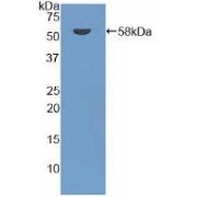 Western blot analysis of recombinant Mouse DARC.