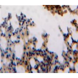 Endothelial Cell-Specific Molecule 1 / Endocan (ESM1) Antibody