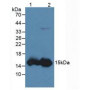Western blot analysis of (1) Human Liver Tissue and (2) Rat Liver Tissue.