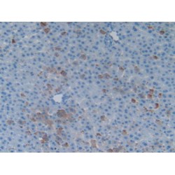 Heat Shock 70 kDa Binding Protein 1 (HSPBP1) Antibody