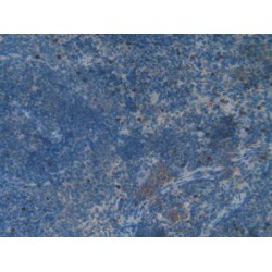 Heat Shock 70 kDa Binding Protein 1 (HSPBP1) Antibody