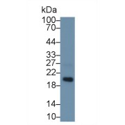 Western blot analysis of Mouse Gallbladder lysate, using Mouse MFAP5 Antibody (1 µg/ml) and HRP-conjugated Goat Anti-Rabbit antibody (<a href="https://www.abbexa.com/index.php?route=product/search&amp;search=abx400043" target="_blank">abx400043</a>, 0.2 µg/ml).