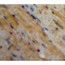 Microfibrillar Associated Protein 5 (MFAP5) Antibody
