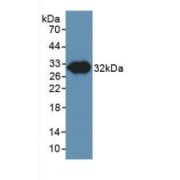 Western blot analysis of recombinant Pig NOS3.