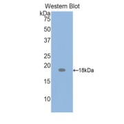 Western blot analysis of the recombinant protein.