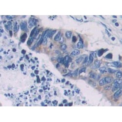 Procollagen C-Endopeptidase Enhancer 1 / PCPE1 (PCOLCE) Antibody