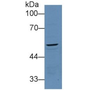WB analysis of Mouse kidney lysate, using PCOLCE antibody (3 µg/ml) and HRP-conjugated Goat Anti-Rabbit antibody (<a href="https://www.abbexa.com/index.php?route=product/search&amp;search=abx400043" target="_blank">abx400043</a>, 0.2 µg/ml).