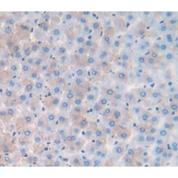 Secreted Frizzled Related Protein 5 (SFRP5) Antibody