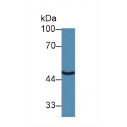 Western blot analysis of Human HeLa cell lysate, using Human SLC30A8 Antibody (3 µg/ml) and HRP-conjugated Goat Anti-Rabbit antibody (<a href="https://www.abbexa.com/index.php?route=product/search&amp;search=abx400043" target="_blank">abx400043</a>, 0.2 µg/ml).