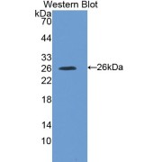 abx103880
