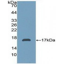 Zinc-Alpha-2-Glycoprotein (AZGP1) Antibody