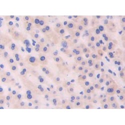 Cerebral Dopamine Neurotrophic Factor (CDNF) Antibody