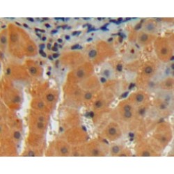 Cerebral Dopamine Neurotrophic Factor (CDNF) Antibody