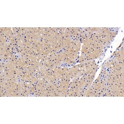 Ciliary Neurotrophic Factor Receptor (CNTFR) Antibody