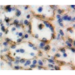 CD30 Ligand (TNFSF8) Antibody