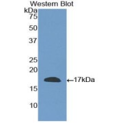 abx103903