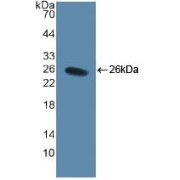 abx103904