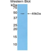 abx103906