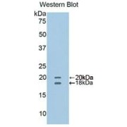 abx103908