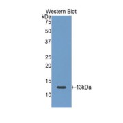 Western blot analysis of the recombinant protein.