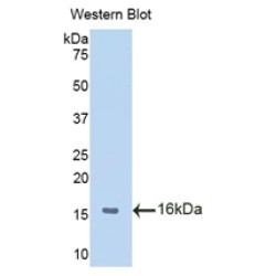 Macrophage Migration Inhibitory Factor (MIF) Antibody