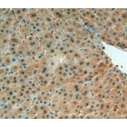 Macrophage Migration Inhibitory Factor (MIF) Antibody