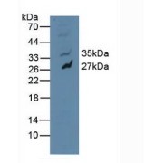 Western blot analysis of Human U-87MG Cells.