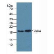 Western blot analysis of (1) Mouse Heart Tissue and (2) Rat Heart Tissue.